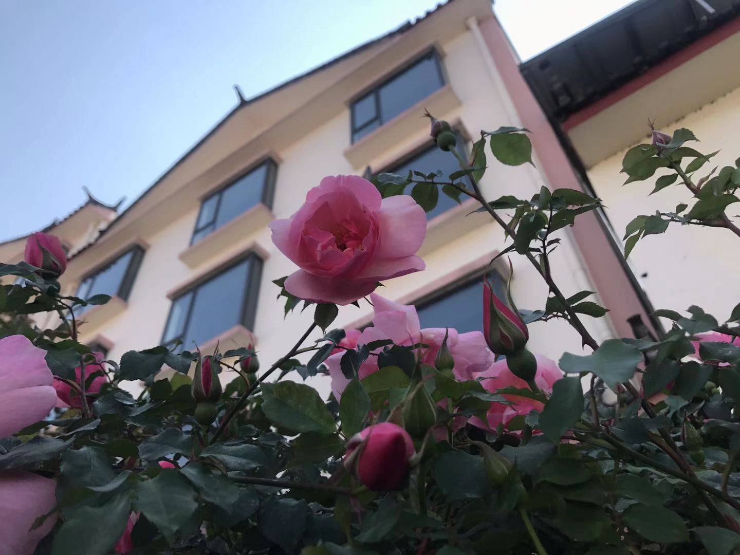 这些照片告诉你，丽江的春天有多美！