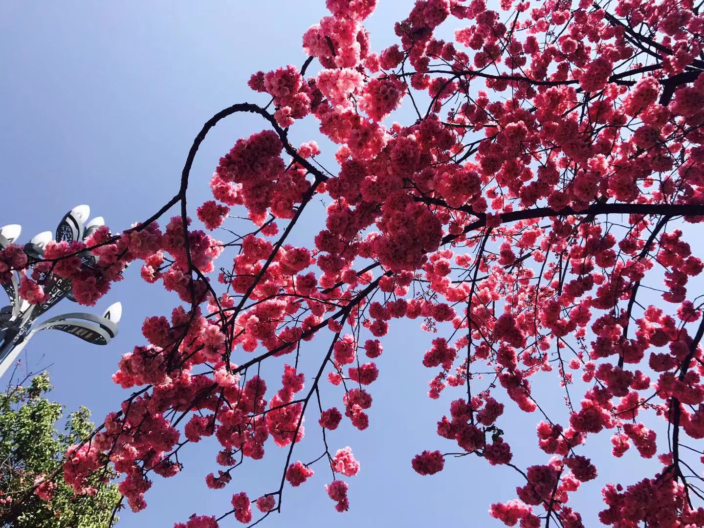 绝美！丽江最美樱花大道迎春怒放，你再不来，她就谢了！