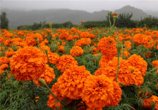 丽江多处万寿菊竞相绽放，上千亩花海，美爆了！