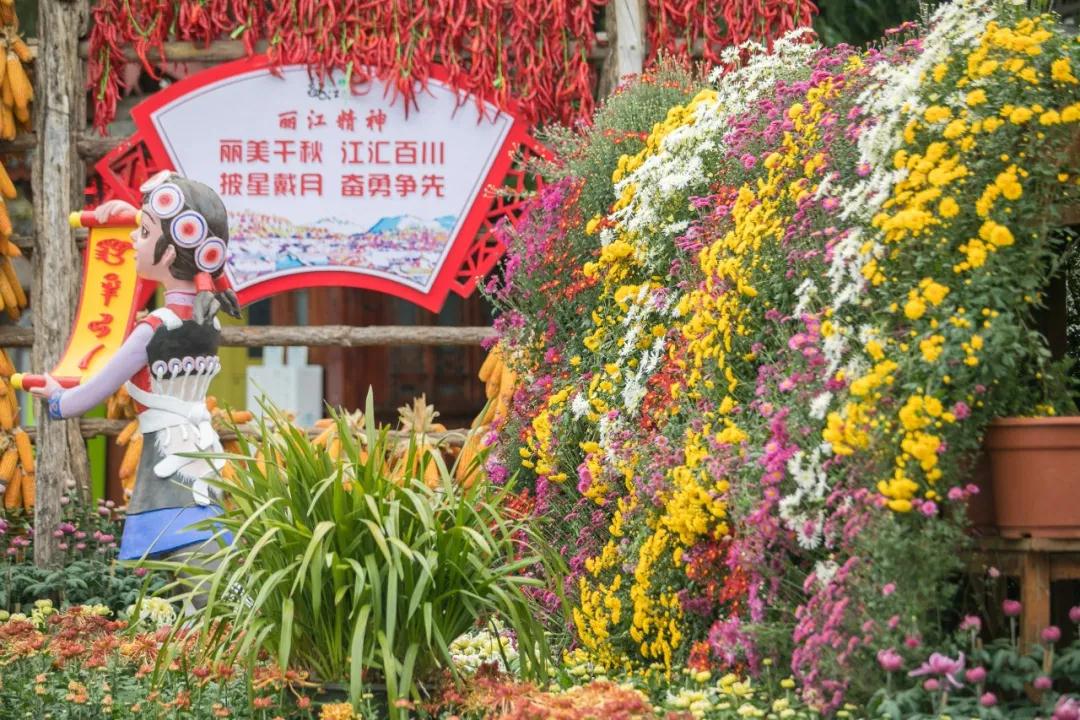 丽江古城菊花展