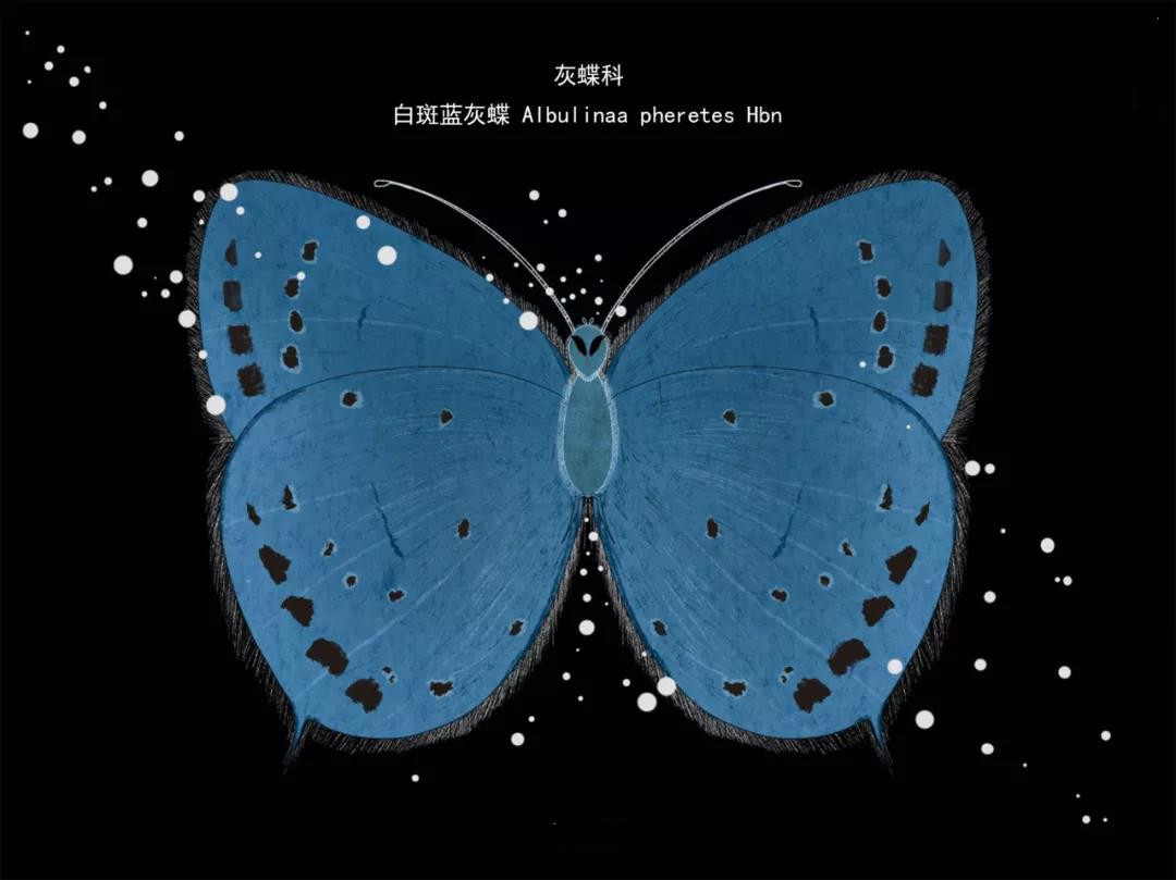 白斑蓝灰蝶