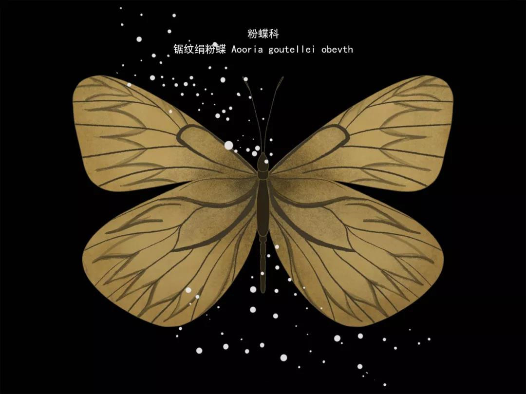 锯文绢粉蝶