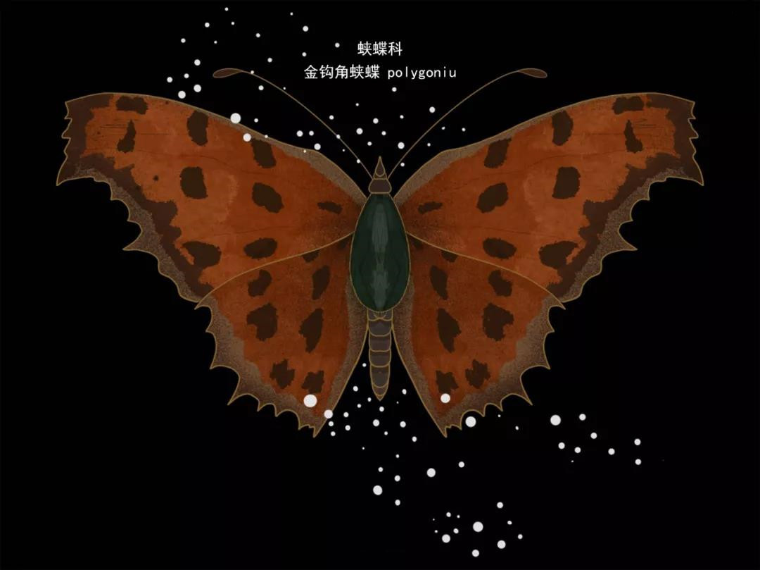 金钩角蛺蝶