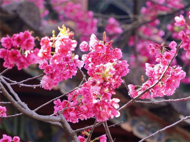 云南旅游,云南旅行社,云南团建公司,云南会议公司,云南策划公司,丽江旅游,丽江旅行社,丽江团建公司:再不看就来不及了，普济寺的樱花又开了……