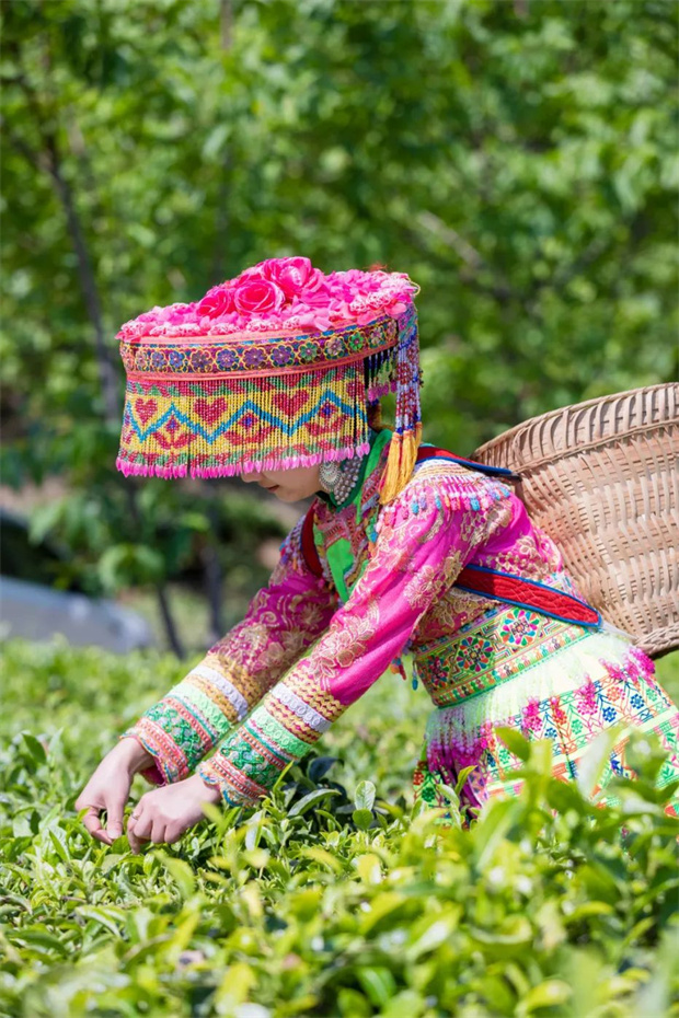 云南旅游,云南旅行社,云南团建公司,云南会议公司,云南策划公司,丽江旅游,丽江旅行社,丽江团建公司,丽江策划公司：采茶去！在丽江永兴邂逅一袖春山香