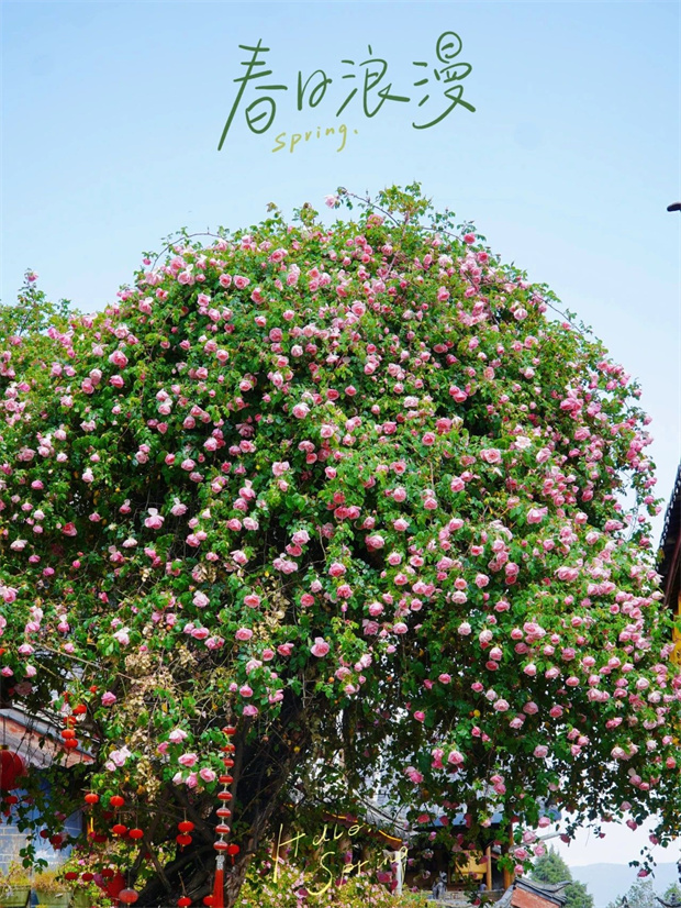 云南旅游,云南旅行社,云南团建公司,云南会议公司,云南策划公司,丽江旅游,丽江旅行社,丽江团建公司,丽江策划公司,丽江会议公司：一季芳华，半城诗画，丽江古城的蔷薇开了