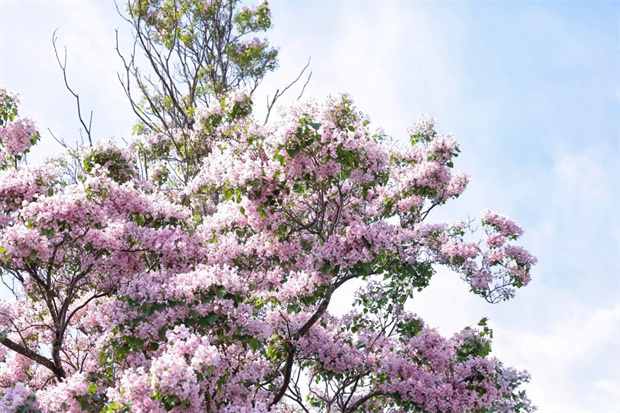 云南旅游,云南旅行社,云南团建公司,云南策划公司,云南会议公司,丽江旅游,丽江旅行社,丽江团建公司,丽江策划公司：楸木花开，该去束河古镇一趟了