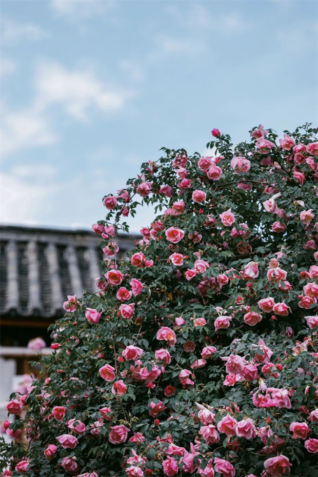 云南旅游,云南旅行社,云南团建公司,云南策划公司,云南会议公司,丽江旅游,丽江旅行社,丽江团建公司,丽江策划公司,丽江会议公司：一藤成景、孤株成林，有种几乎接近于完美的花叫“丽江之路”