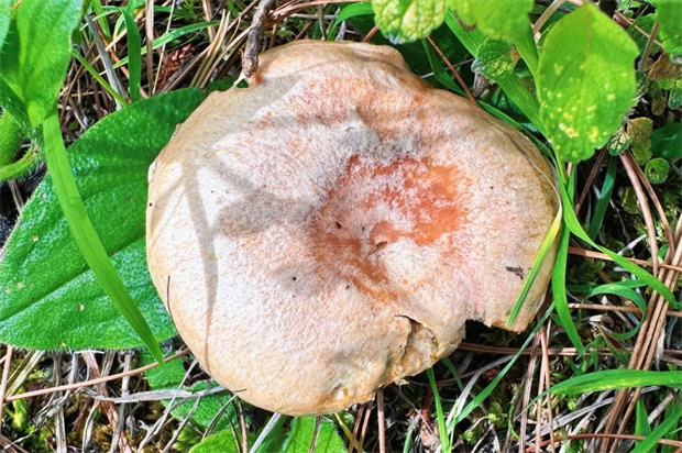 云南旅游,云南旅行社,云南团建公司,云南策划公司,云南会议会展,云南策划执行,云南旅游地接,丽江旅游,丽江旅行社,丽江团建公司,.丽江策划公司,丽江会议会展,丽江旅游地接：丽江野生菌季已至，采吃攻略全奉上