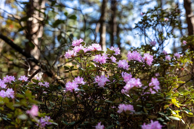 丽江旅游：不收费！距城区1小时，丽江这片4.5万亩杜鹃花海正值盛花期！
