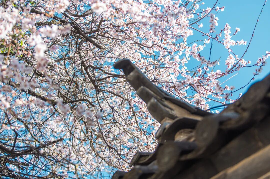 痛失云南IP？不怕，春天再回一次丽江古城