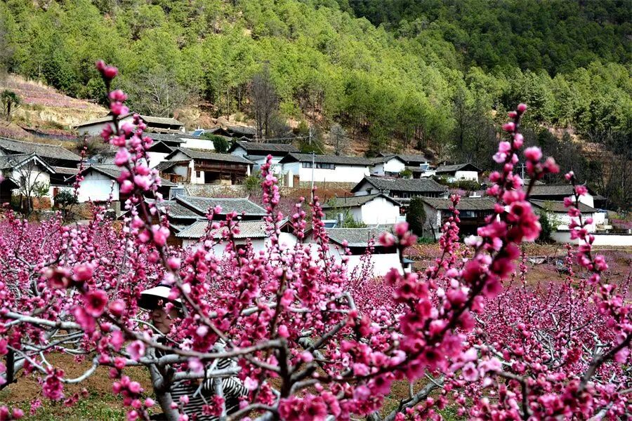 闻香寻花，丽江春日赏花指南来啦！