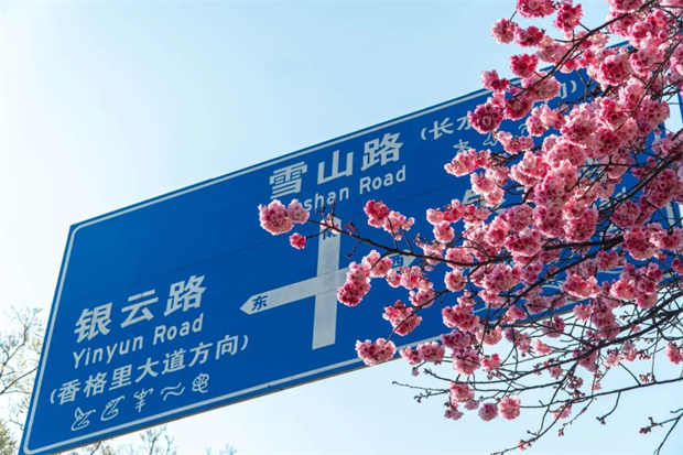 丽江旅游：丽江樱花大道最新花期预告,一场粉色的春日浪漫