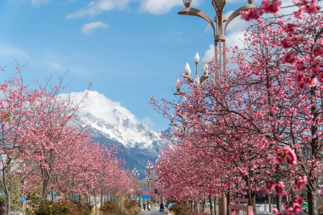 在丽江，奔赴一场雪山与樱花的约会