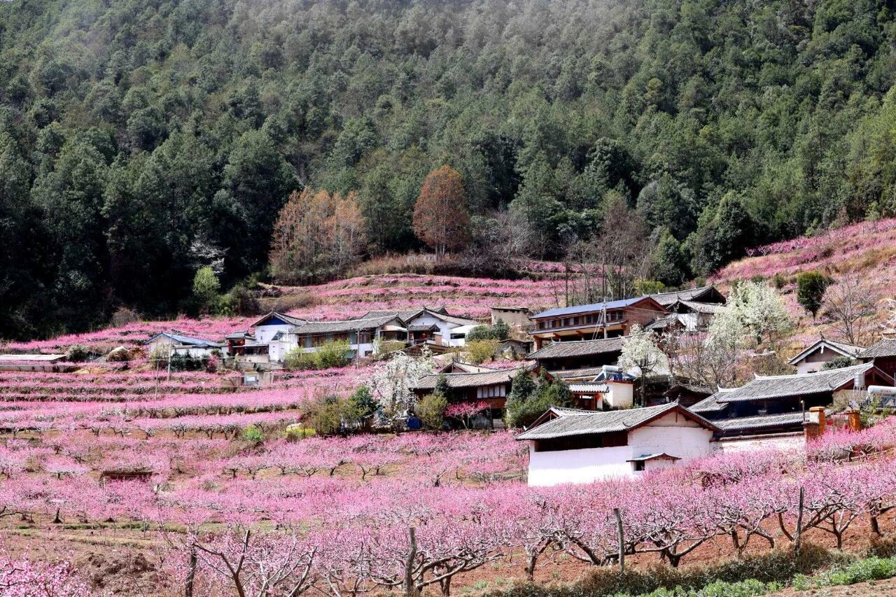 去丽江检木科，赴一场“桃”醉之约