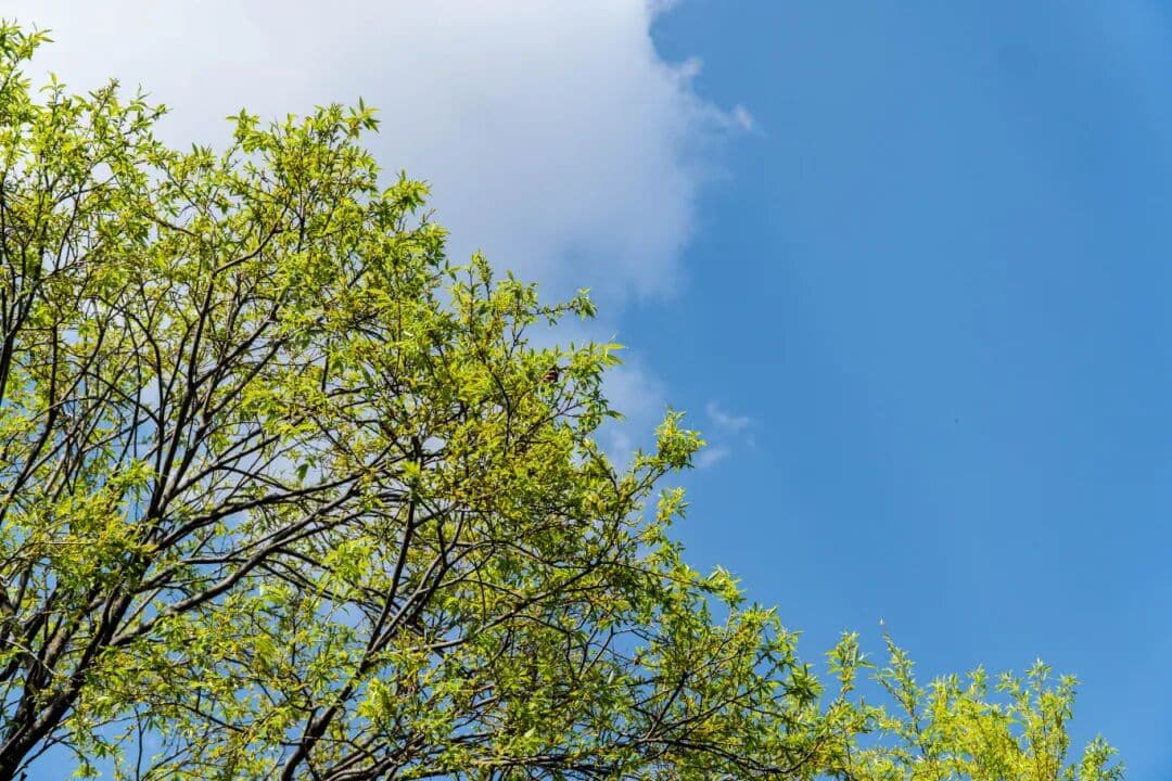 束河春日图鉴：这里的春天，触手可及