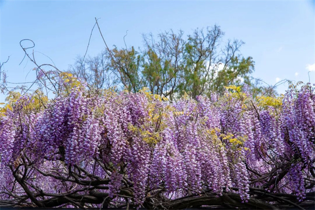 丽江旅游：丽江木府紫藤花开，绝绝紫！