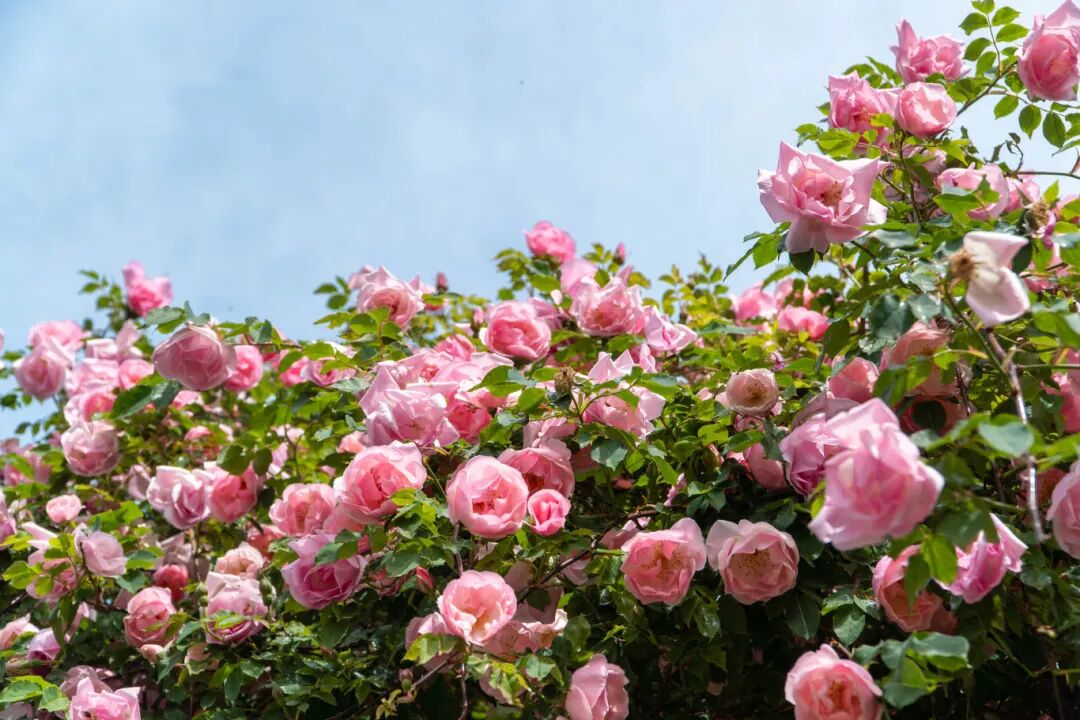 古城蔷薇又盛开！这才是丽江四月天最浪漫的打开方式